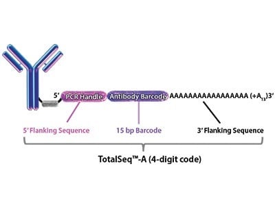 TotalSeq™ Antibody-Oligonucleotide Conjugates