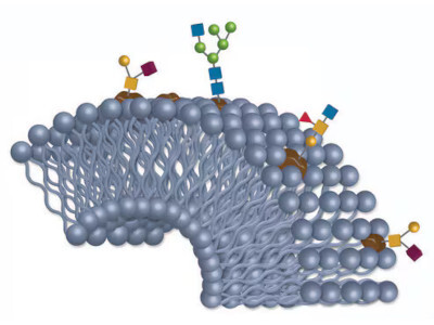 BIOshell™ UHPLC and HPLC Columns for Biomolecules