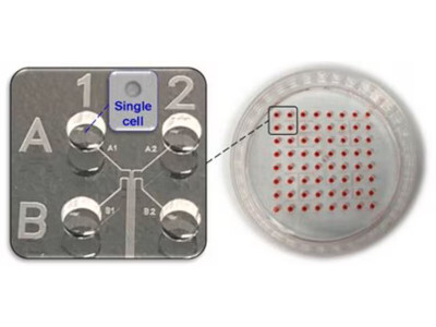 CellASIC® Microfluidic single cell isolation chip