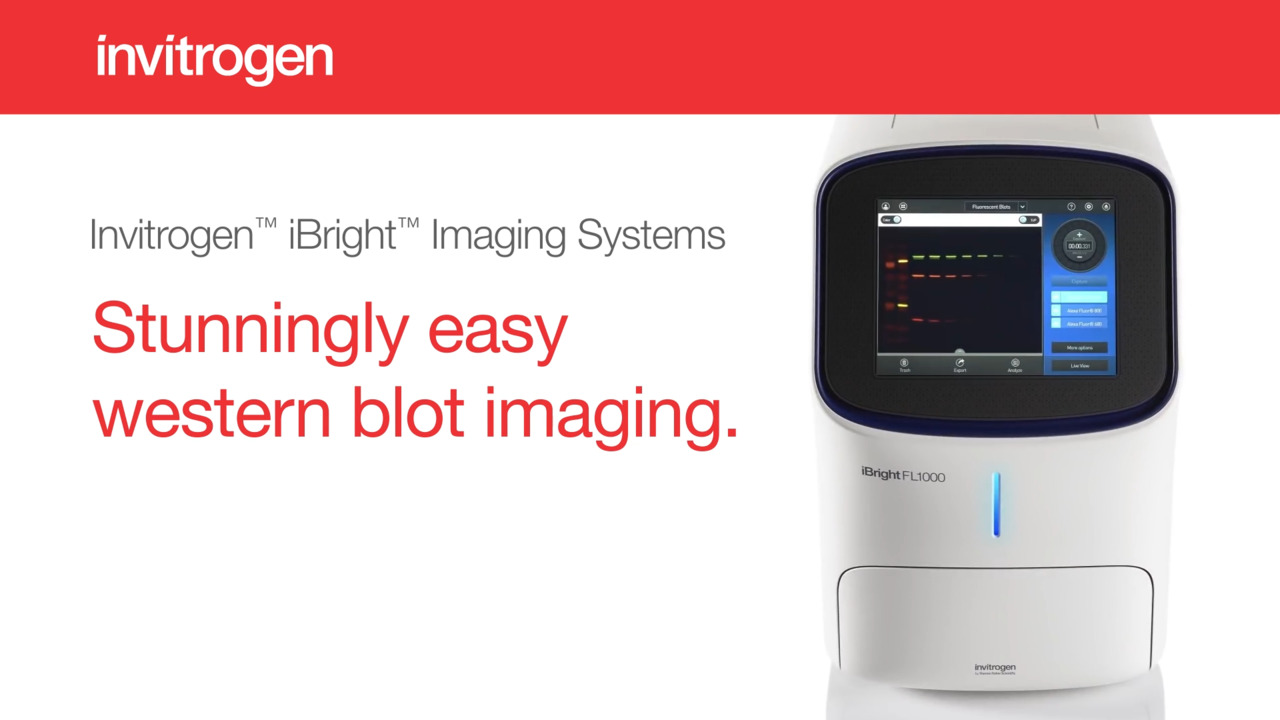 iBright Imaging Systems