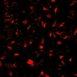 LysoView™ 405, 1000X in DMSO