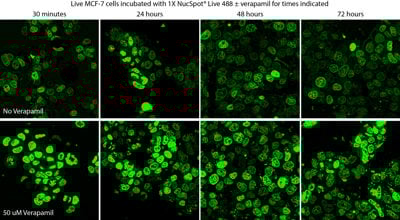 NucSpot® Live 488 Nuclear Stain, Trial Size