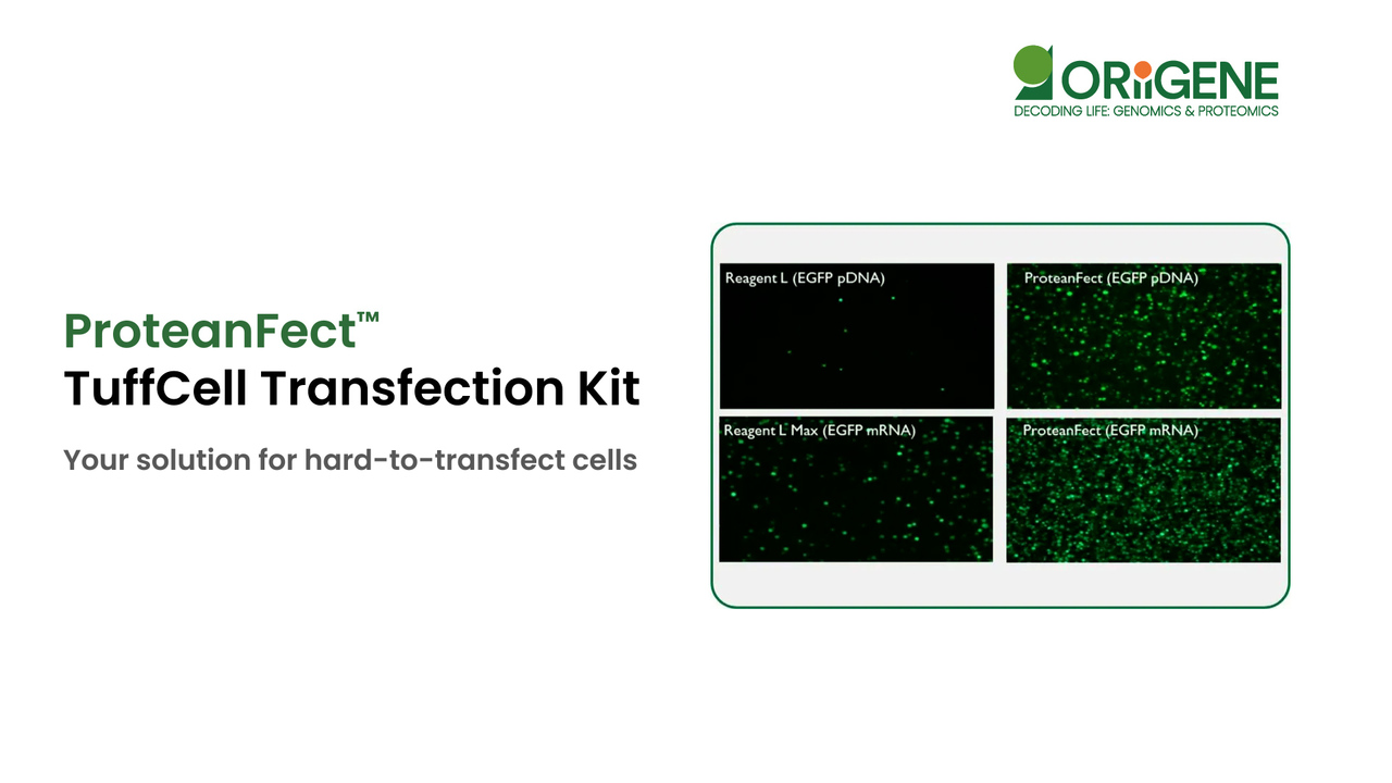 ProteanFect™ TuffCell Transfection Kit