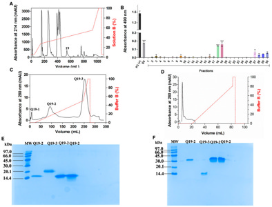 VEGF-F / svVEGF Protein